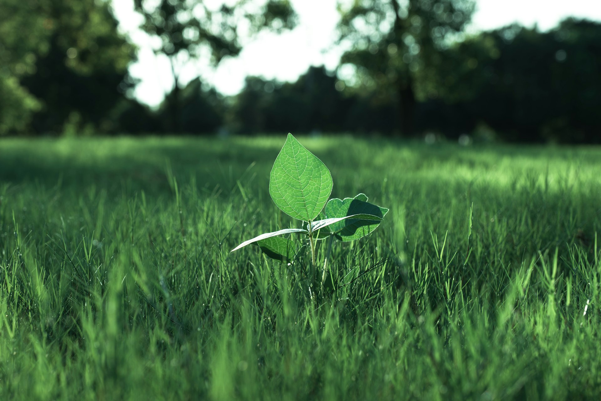How Sustainability Storytelling Elevates Modern Brand Marketing